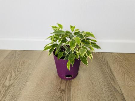 Фикус Бенджамина Кинки (Ficus Benjamina Kinky)
