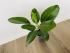 Фикус Одри (Ficus benghalensis 'Audrey') 14/35