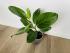 Фикус Одри (Ficus benghalensis 'Audrey') 14/35