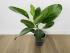 Фикус Одри (Ficus benghalensis 'Audrey') 14/35