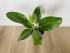 Фикус Одри (Ficus benghalensis 'Audrey') 14/35