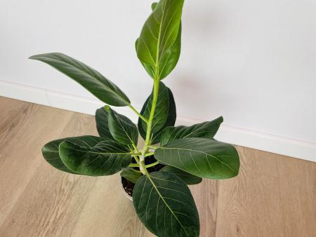 Фикус Одри (Ficus benghalensis 'Audrey') 14/35
