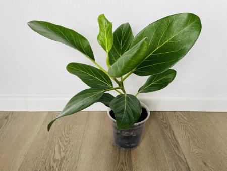 Фикус Одри (Ficus benghalensis 'Audrey') 14/35