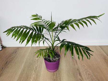 Хамедорея (Chamaedorea) 50