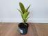 Фикус Эластика Шривериана (Ficus elastica 'Schrijveriana')