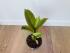 Фикус Эластика Шривериана (Ficus elastica 'Schrijveriana')