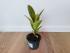 Фикус Эластика Шривериана (Ficus elastica 'Schrijveriana')