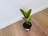 Фикус Эластика Шривериана (Ficus elastica 'Schrijveriana')