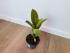 Фикус Эластика Шривериана (Ficus elastica 'Schrijveriana')