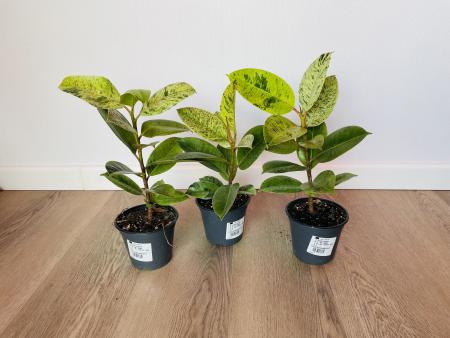 Фикус Эластика Шривериана (Ficus elastica 'Schrijveriana')