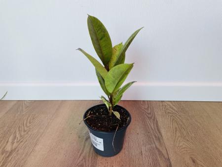 Фикус Эластика Шривериана (Ficus elastica 'Schrijveriana')