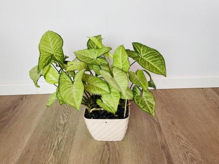 Сингониум Ушковатый (Syngonium auritum)